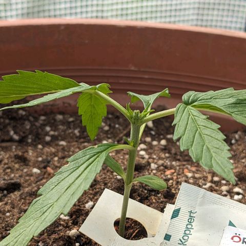 Sensi Amnesia Automatic growlog timeline photo