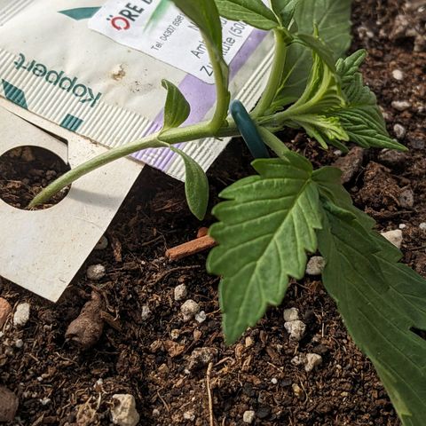 Sensi Amnesia Automatic growlog timeline photo