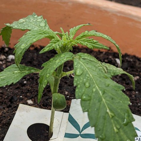 Sensi Amnesia Automatic growlog timeline photo