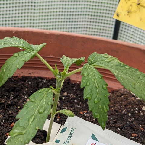 Sensi Amnesia Automatic growlog timeline photo