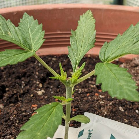 Sensi Amnesia Automatic growlog timeline photo