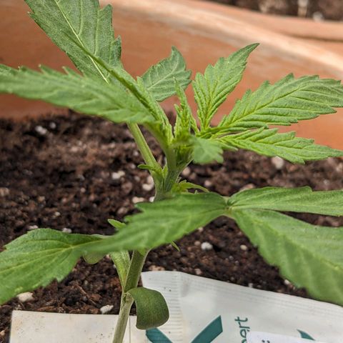 Sensi Amnesia Automatic growlog timeline photo