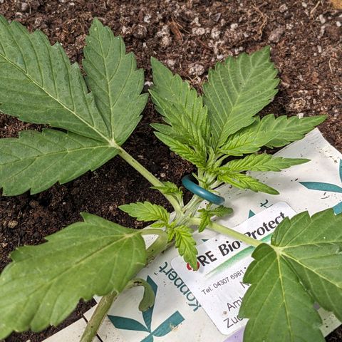 Sensi Amnesia Automatic growlog timeline photo