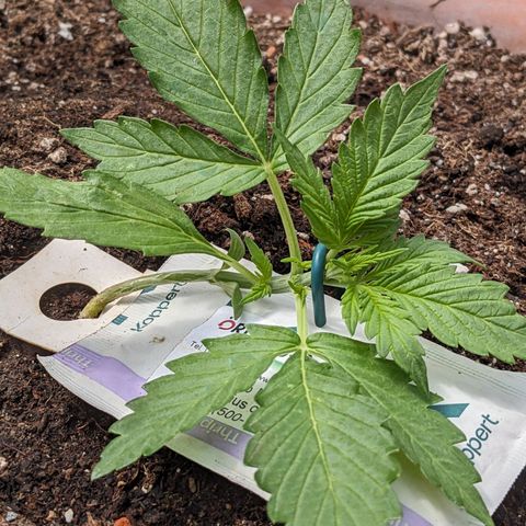 Sensi Amnesia Automatic growlog timeline photo