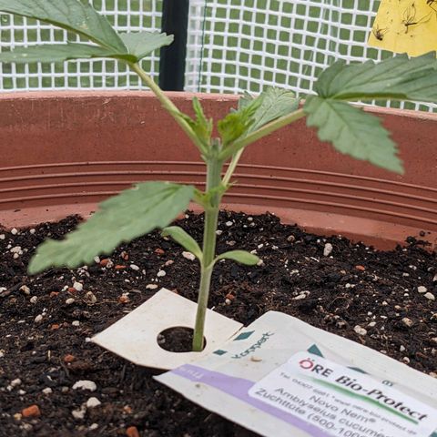 Sensi Amnesia Automatic growlog timeline photo