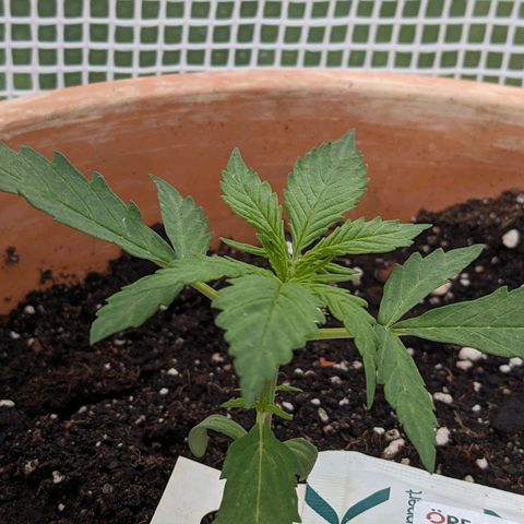 Sensi Amnesia Automatic growlog timeline photo
