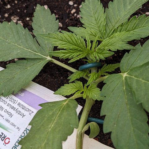 Sensi Amnesia Automatic growlog timeline photo