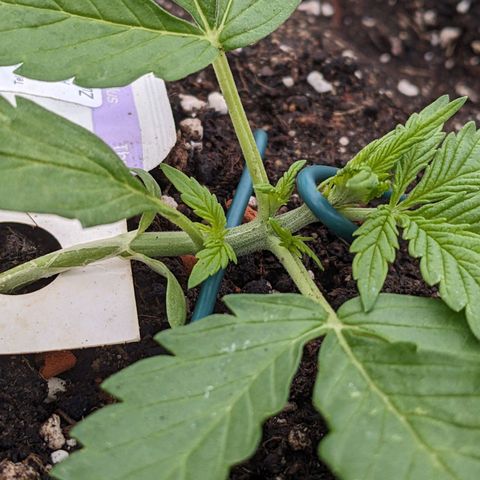 Sensi Amnesia Automatic growlog timeline photo