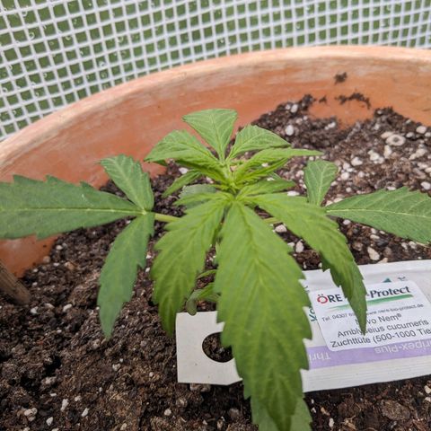 Sensi Amnesia Automatic growlog timeline photo