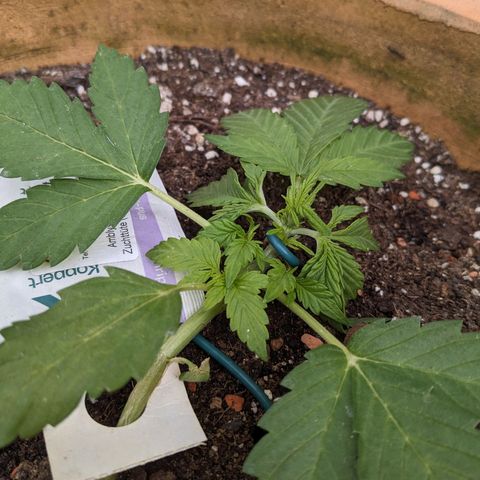Sensi Amnesia Automatic growlog timeline photo