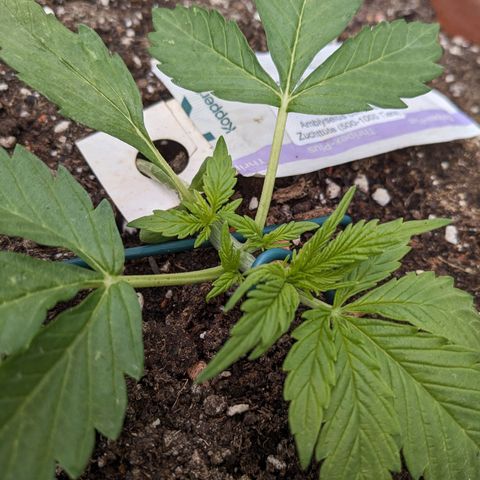 Sensi Amnesia Automatic growlog timeline photo