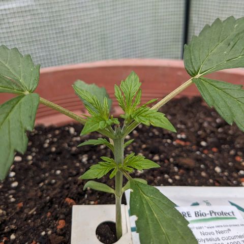 Sensi Amnesia Automatic growlog timeline photo