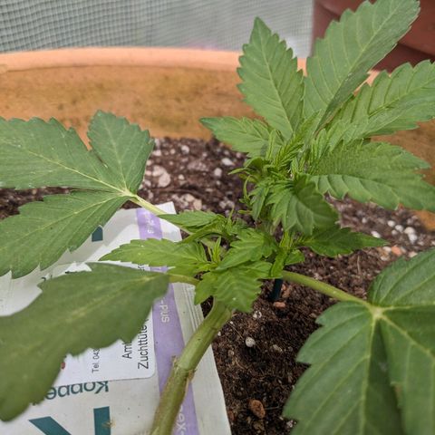 Sensi Amnesia Automatic growlog timeline photo