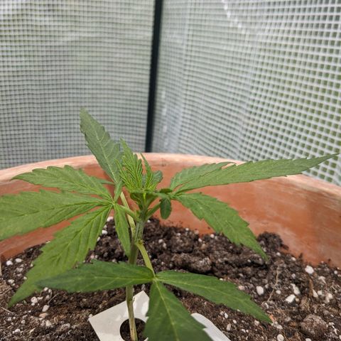 Sensi Amnesia Automatic growlog timeline photo