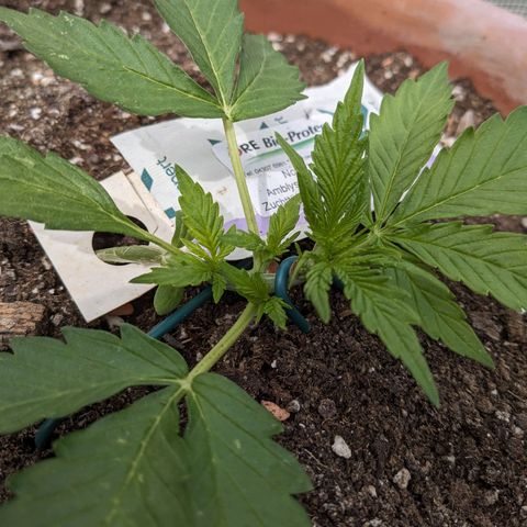 Sensi Amnesia Automatic growlog timeline photo