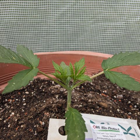 Sensi Amnesia Automatic growlog timeline photo