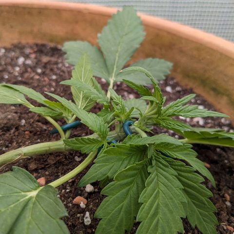 Sensi Amnesia Automatic growlog timeline photo
