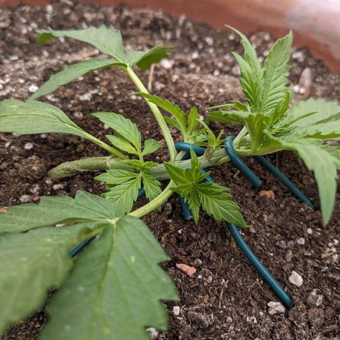 Sensi Amnesia Automatic growlog timeline photo