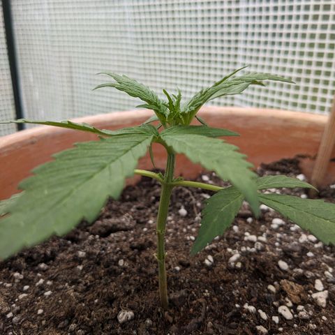 Sensi Amnesia Automatic growlog timeline photo