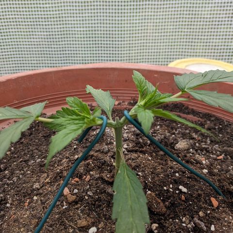 Sensi Amnesia Automatic growlog timeline photo