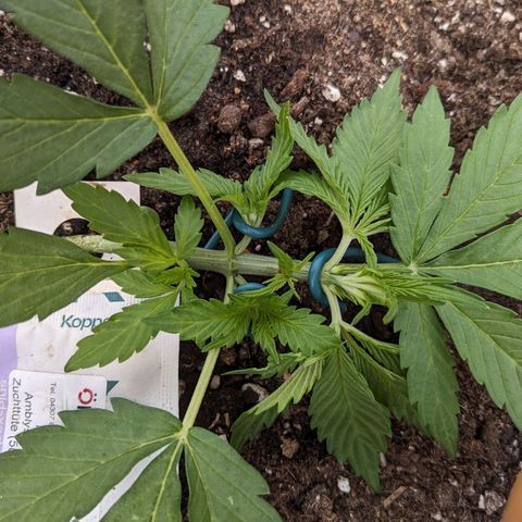 Sensi Amnesia Automatic growlog timeline photo