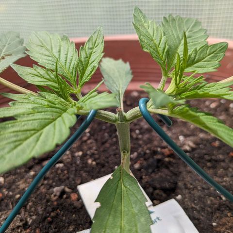Sensi Amnesia Automatic growlog timeline photo