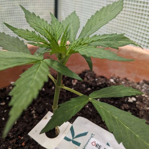 Sensi Amnesia Automatic growlog timeline photo