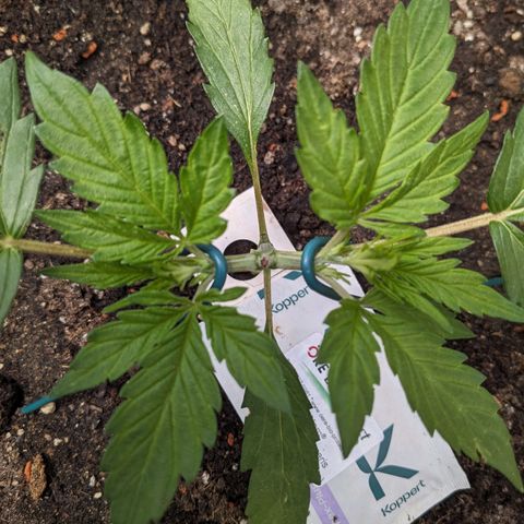 Sensi Amnesia Automatic growlog timeline photo