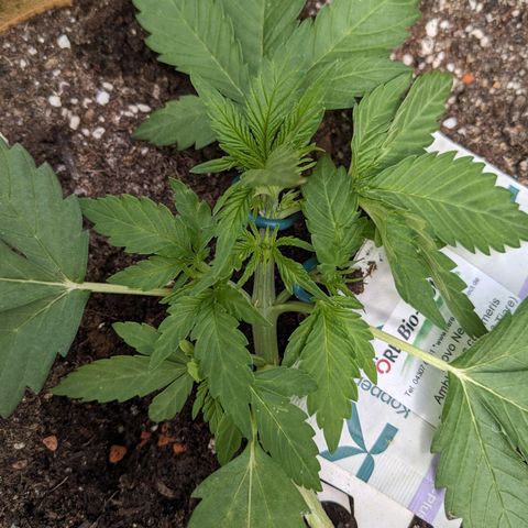 Sensi Amnesia Automatic growlog timeline photo