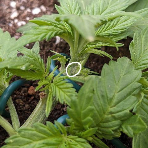 Sensi Amnesia Automatic growlog photo: Erste weiße Härchen sind zu erkennen. Es ist offensichtlich eine Dame ✌️