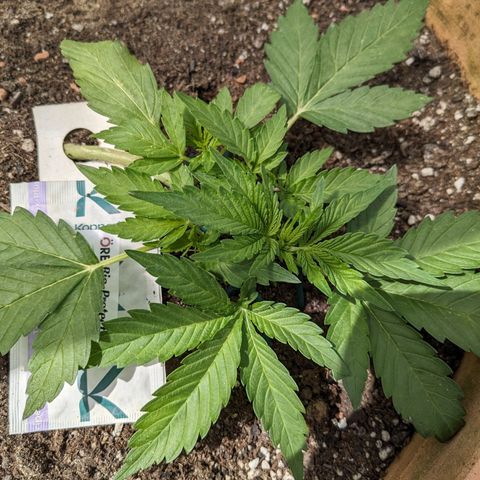 Sensi Amnesia Automatic growlog timeline photo