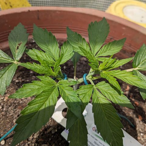 Sensi Amnesia Automatic growlog timeline photo