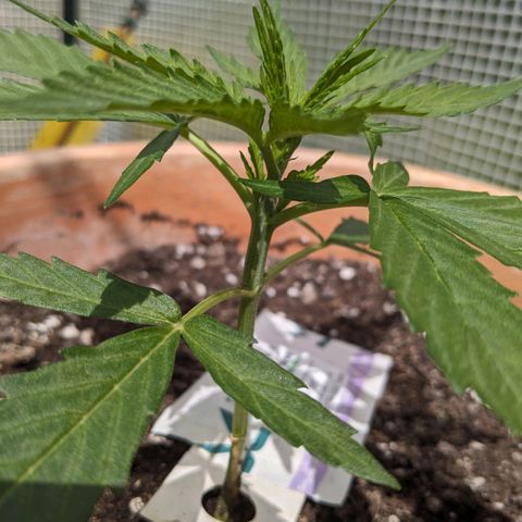 Sensi Amnesia Automatic growlog timeline photo
