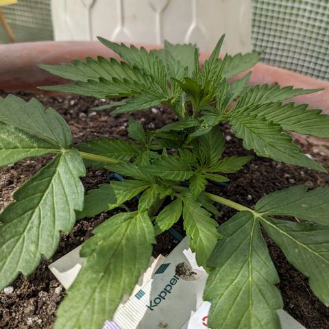 Sensi Amnesia Automatic growlog timeline photo