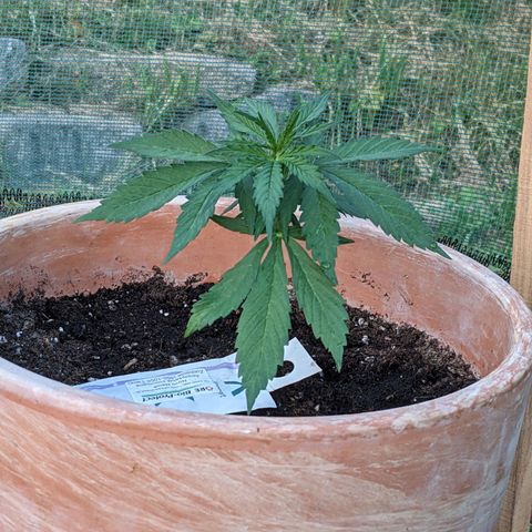 Sensi Amnesia Automatic growlog timeline photo