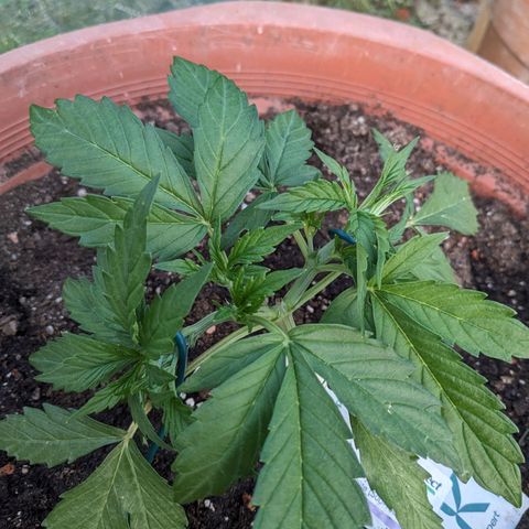 Sensi Amnesia Automatic growlog timeline photo