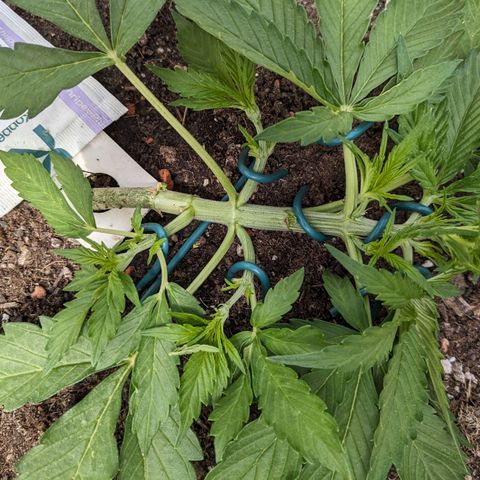 Sensi Amnesia Automatic growlog timeline photo