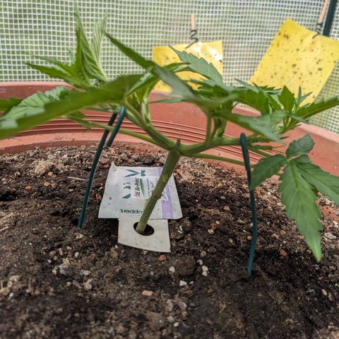 Sensi Amnesia Automatic growlog timeline photo