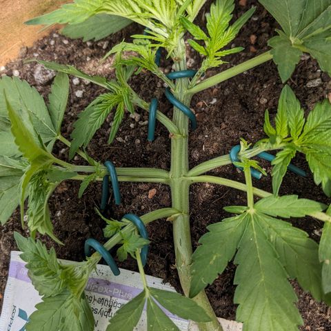 Sensi Amnesia Automatic growlog timeline photo