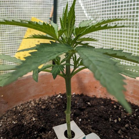 Sensi Amnesia Automatic growlog timeline photo