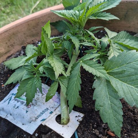 Sensi Amnesia Automatic growlog timeline photo