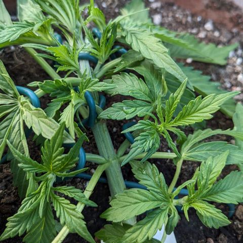 Sensi Amnesia Automatic growlog timeline photo