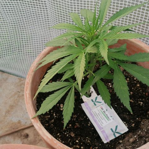 Sensi Amnesia Automatic growlog timeline photo
