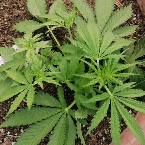 Sensi Amnesia Automatic growlog timeline photo
