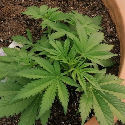 Sensi Amnesia Automatic growlog timeline photo