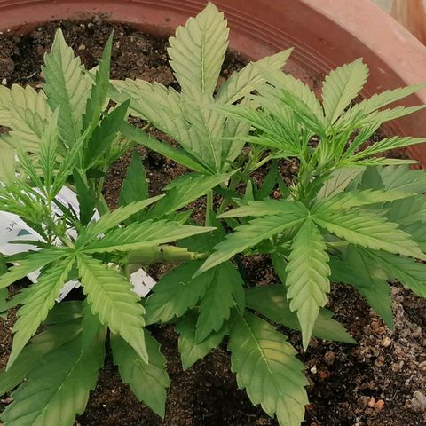 Sensi Amnesia Automatic growlog timeline photo