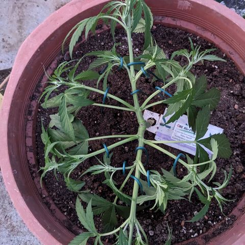Sensi Amnesia Automatic growlog photo: War 5 Tage nicht Zuhause und heute gab es eine gründliche Pflege. Die Damen sehen schön aus und sind Stadtfein. 
