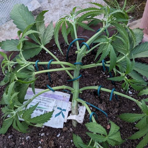 Sensi Amnesia Automatic growlog photo: War 5 Tage nicht Zuhause und heute gab es eine gründliche Pflege. Die Damen sehen schön aus und sind Stadtfein. 