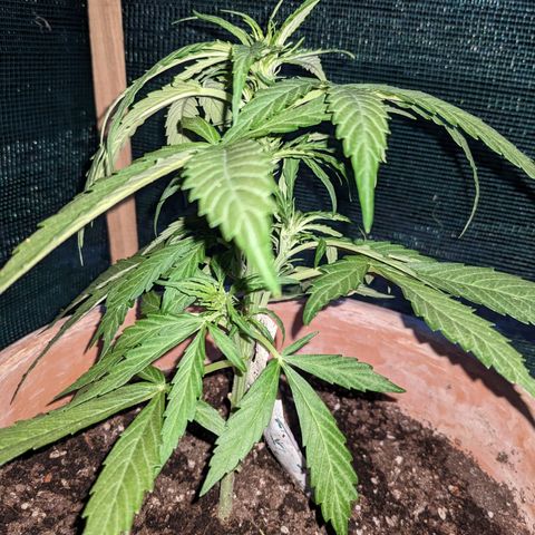 Sensi Amnesia Automatic growlog photo: War 5 Tage nicht Zuhause und heute gab es eine gründliche Pflege. Die Damen sehen schön aus und sind Stadtfein. 