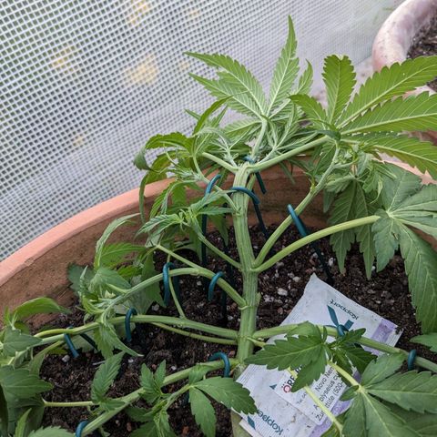 Sensi Amnesia Automatic growlog photo: War 5 Tage nicht Zuhause und heute gab es eine gründliche Pflege. Die Damen sehen schön aus und sind Stadtfein. 
